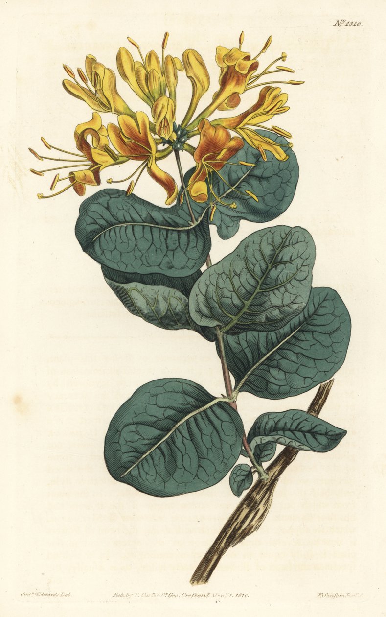 黄花椴树、忍冬属植物。 由 F. Sansom Jr. 手工彩色铜版雕刻，由来自伦敦 T. Curtis 威廉柯蒂斯植物学杂志的 Sydenham Edwards 绘制 作者 西德纳姆·泰斯特·爱德华兹