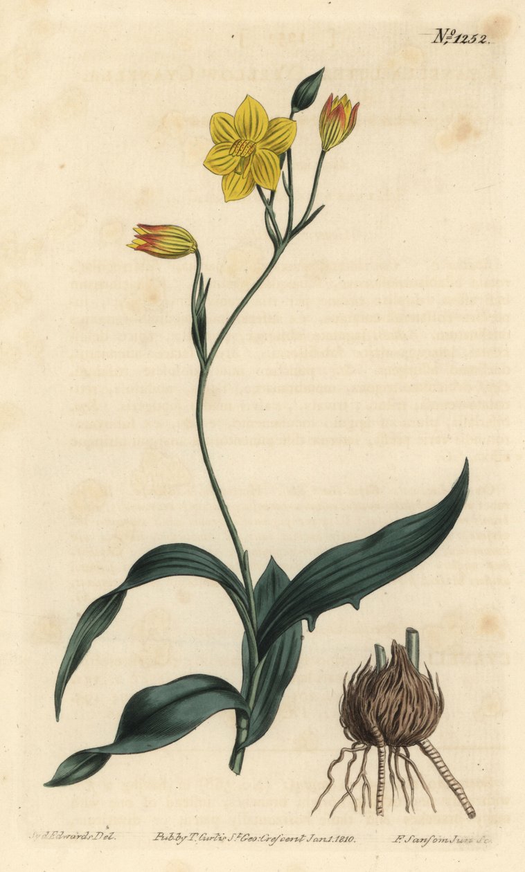 Yellow cyanella, Cyanella lutea.F. Sansom Jr.根据Sydenham Edwards的插图进行的手绘铜版画，出自William Curtis的植物学杂志，T. Curtis，伦敦 作者 西德纳姆·泰斯特·爱德华兹