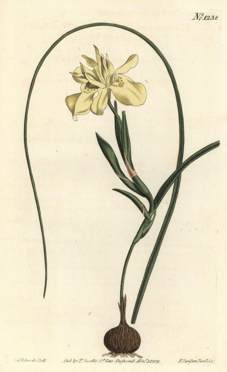黄色esculent-rooted moraea，Moraea fugax（Moraea edulis）。F. Sansom Jr.根据Sydenham Edwards的插图进行的手绘铜版画，出自William Curtis的植物学杂志，T. Curtis，伦敦 作者 西德纳姆·泰斯特·爱德华兹