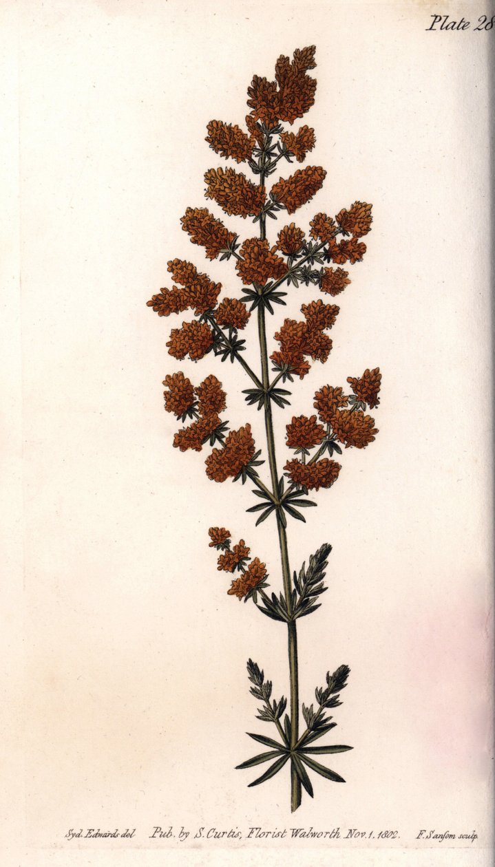 黄鹌鹑或黄奶鹌鹑。彩色铜版画，由Sydenham Edwards（1768-1819）为兰贝斯植物园（英国）植物学会议绘制的插图。 作者 西德纳姆·泰斯特·爱德华兹