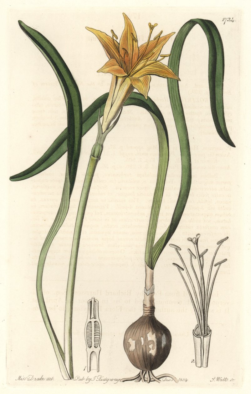 原产于秘鲁的黄连（Amaryllis arvensis）--S. Watts根据Sarah Anne Drake（1803-1857）的插图制作的强水，摘自《植物志》。 作者 西德纳姆·泰斯特·爱德华兹