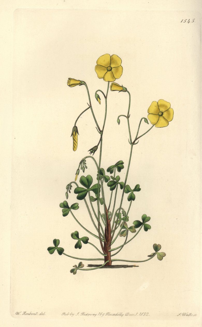 黄木耳，Oxalis micrantha（Cumming