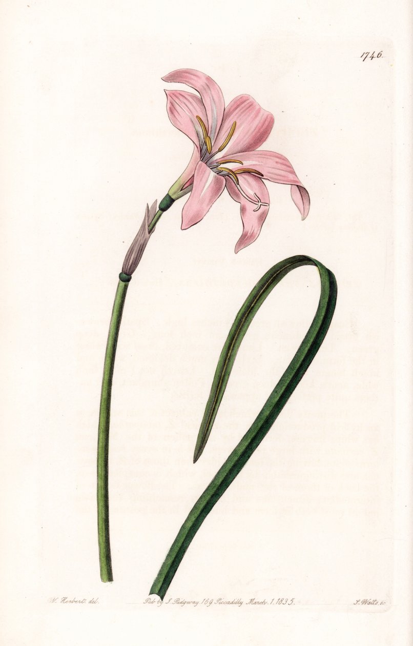 Zephyrantes杂交变种--S.Watts雕刻的图版，来自Sarah Anne Drake（1803-1857）的插图，出自英国Sydenham Edwards（1768-1819）的植物学名册。 作者 西德纳姆·泰斯特·爱德华兹