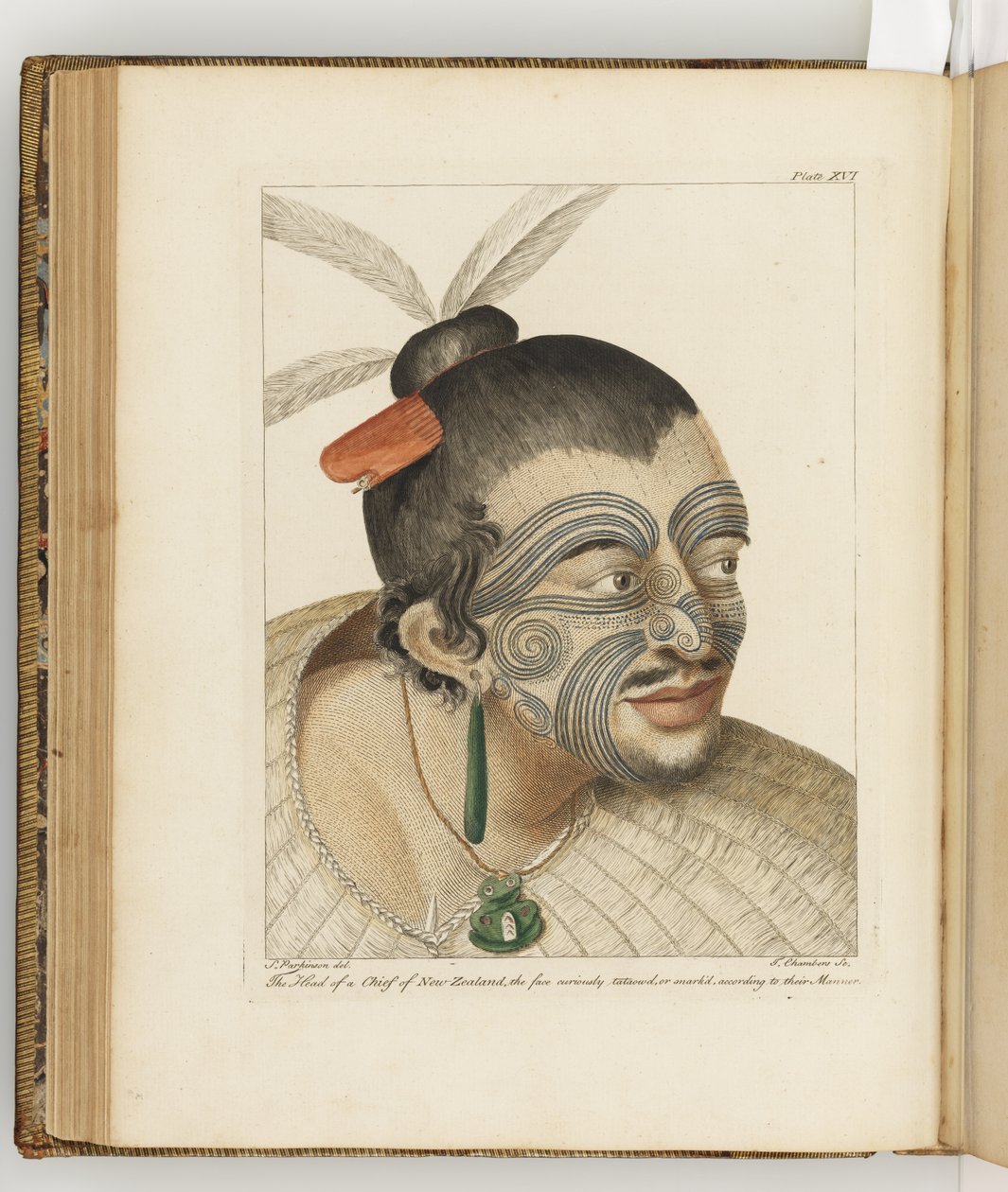 插图来自“航行至南海的船舶：在陛下的船上，奋进号”，1794 作者 悉尼帕金森