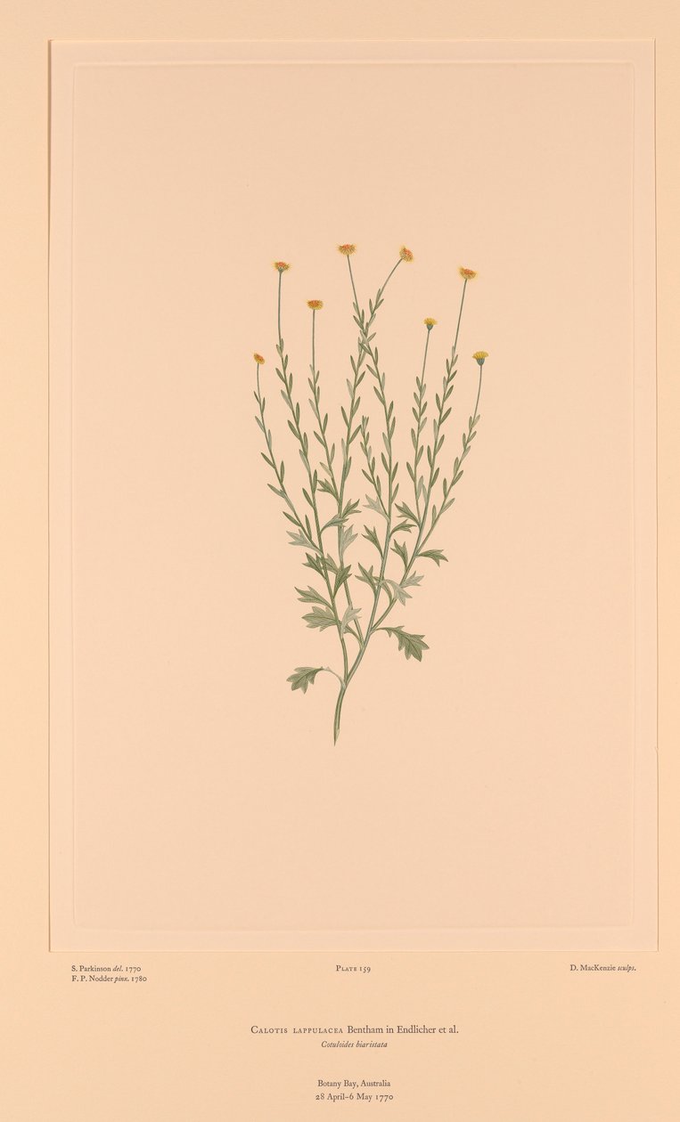 班克斯花菜 插图 159 Calotis lappulacea 作者 悉尼（之后）帕金森氏症
