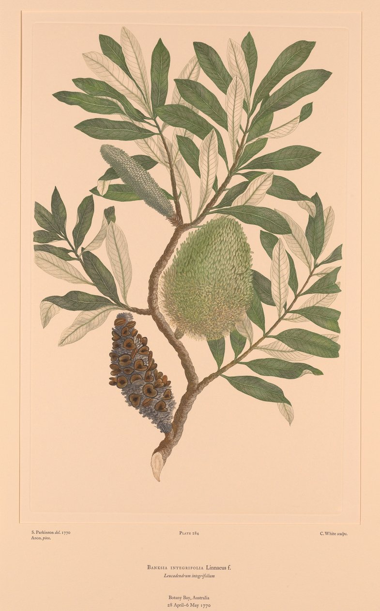 班克斯花卉图谱 第 284 版 完整叶银杏 Banksia Integrifolia 作者 悉尼（之后）帕金森氏症