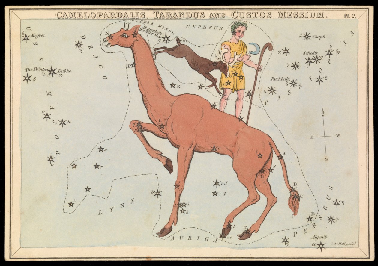 Camelopadalis、Tarandus 和 Custos Messium，约 1825 年（卡、纸、纸巾） 作者 悉尼音乐厅