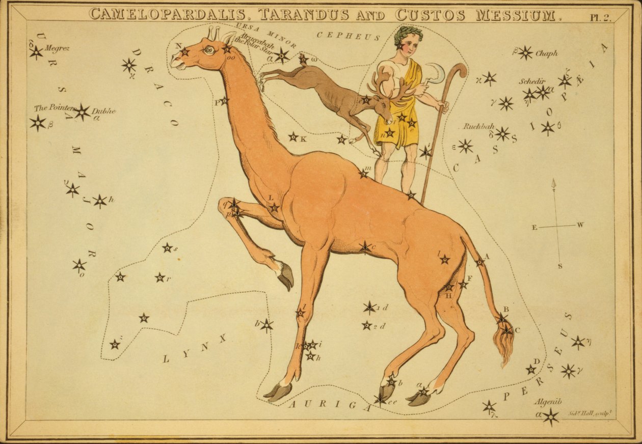Camelopardalis、Tarandus和Custos Messium，《乌拉尼亚的镜子》中的插图 作者 悉尼音乐厅