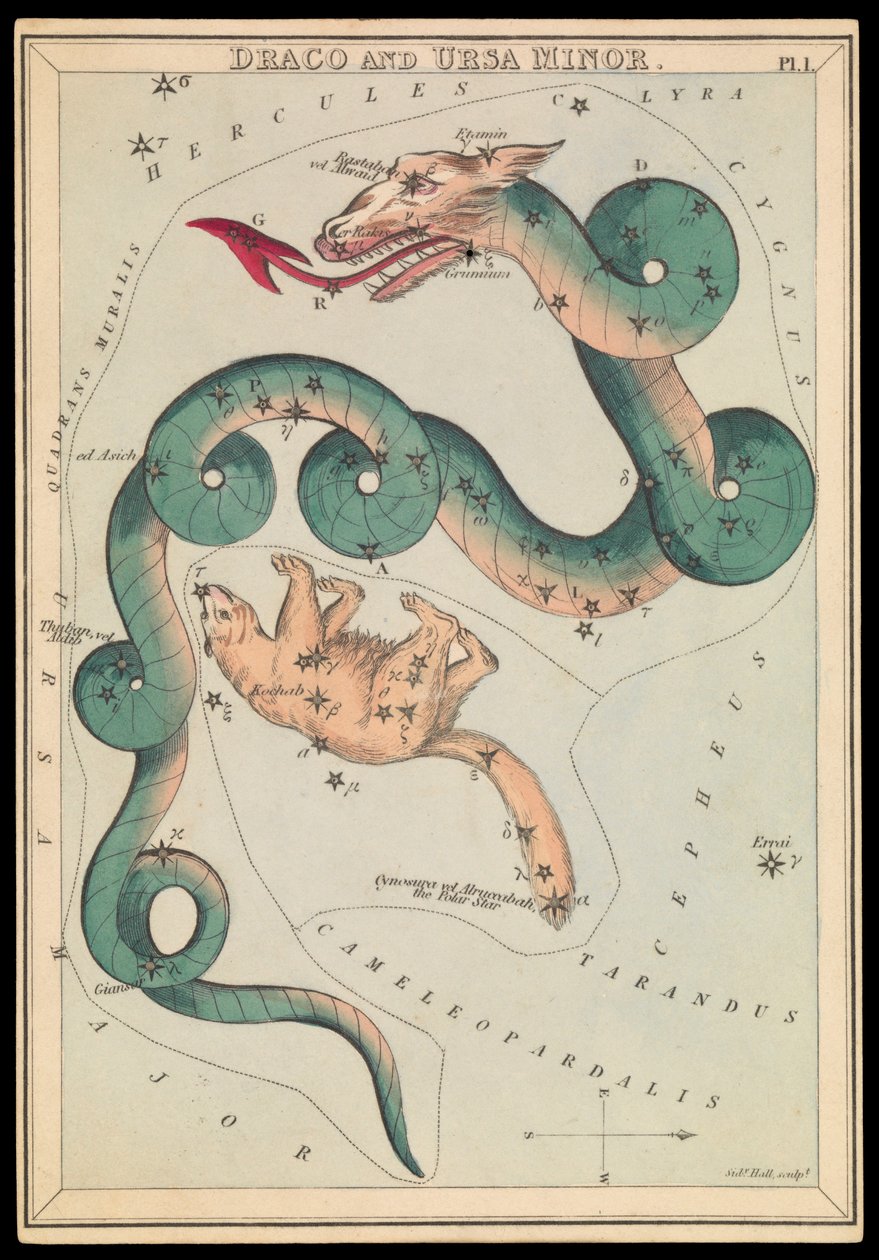 天龙座和小熊座，约 1825 年（卡片、纸、纸巾） 作者 悉尼音乐厅