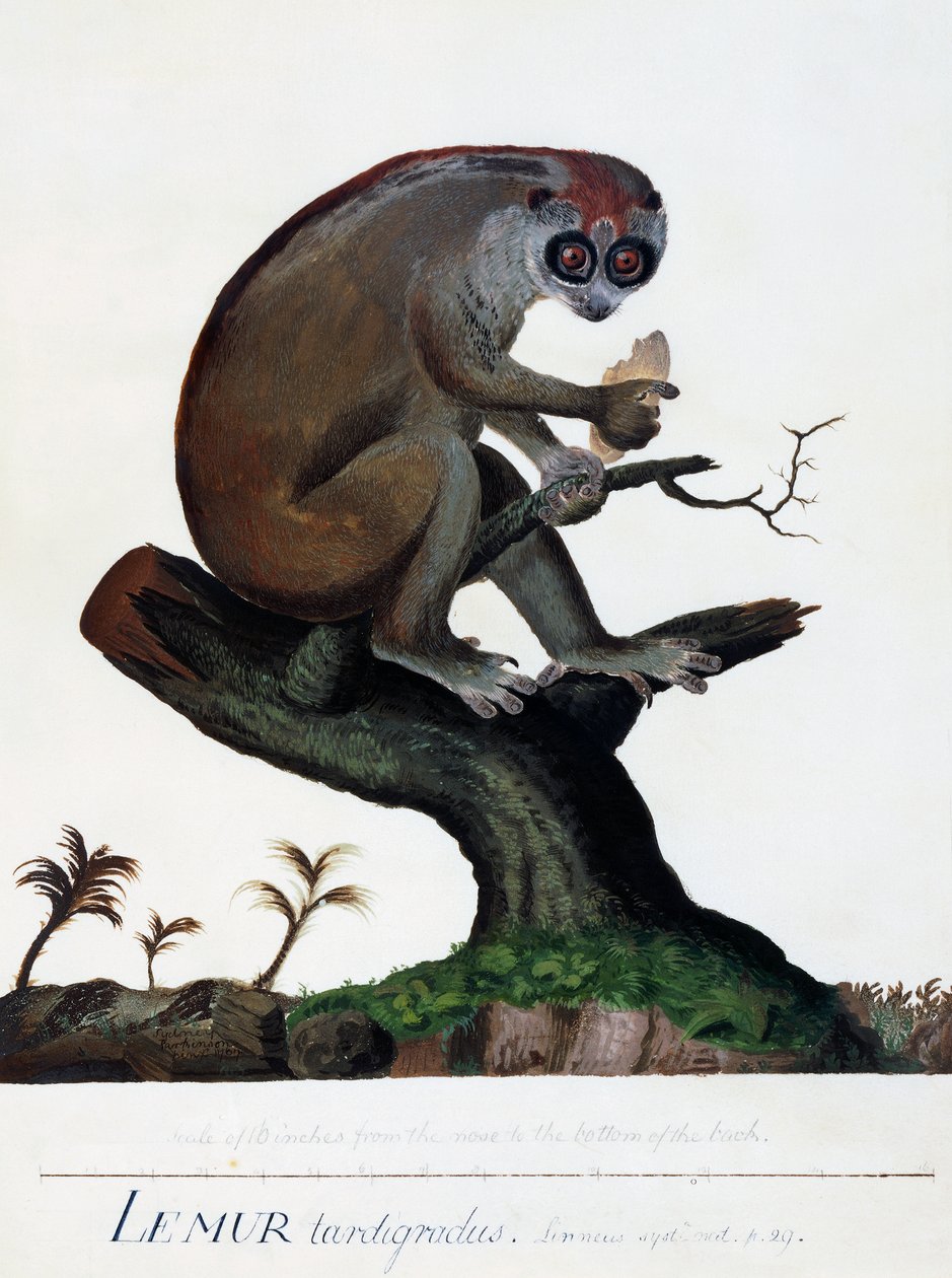 蜥蜴人（Lemur tardigradus 作者 悉尼帕金森
