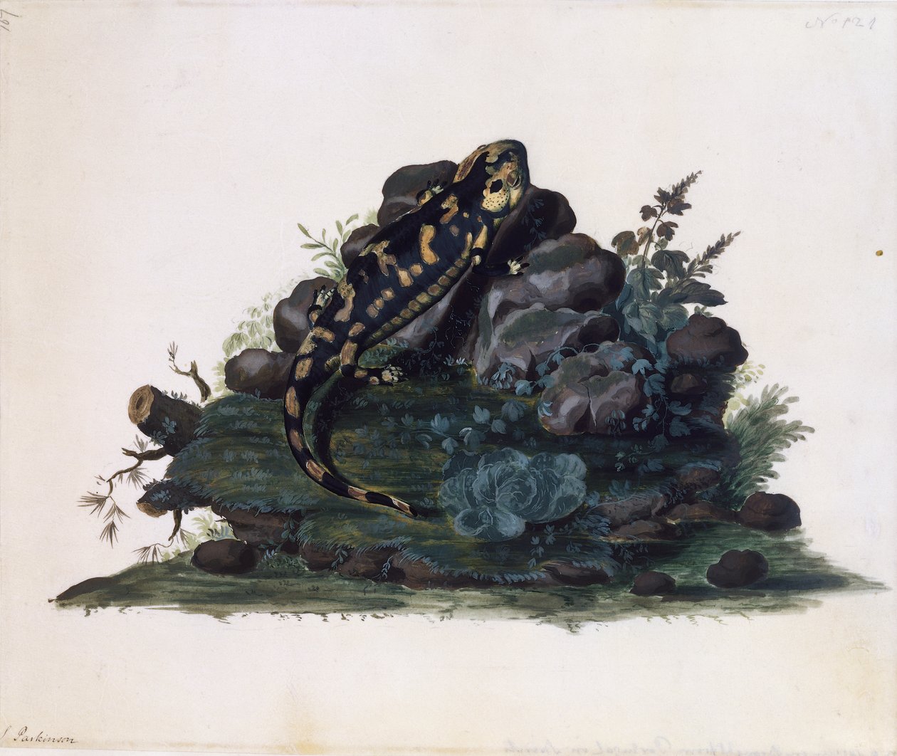蝾螈，西德尼-帕金森（约1745-1771）的水彩画，英国 作者 悉尼帕金森