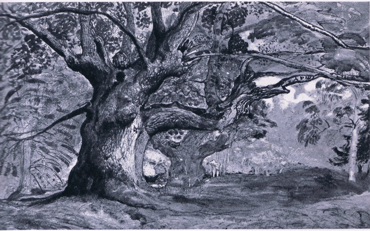 Panshanger Oak，赫特福德郡，英国自然，1946年由柯林斯出版 作者 梅德兰