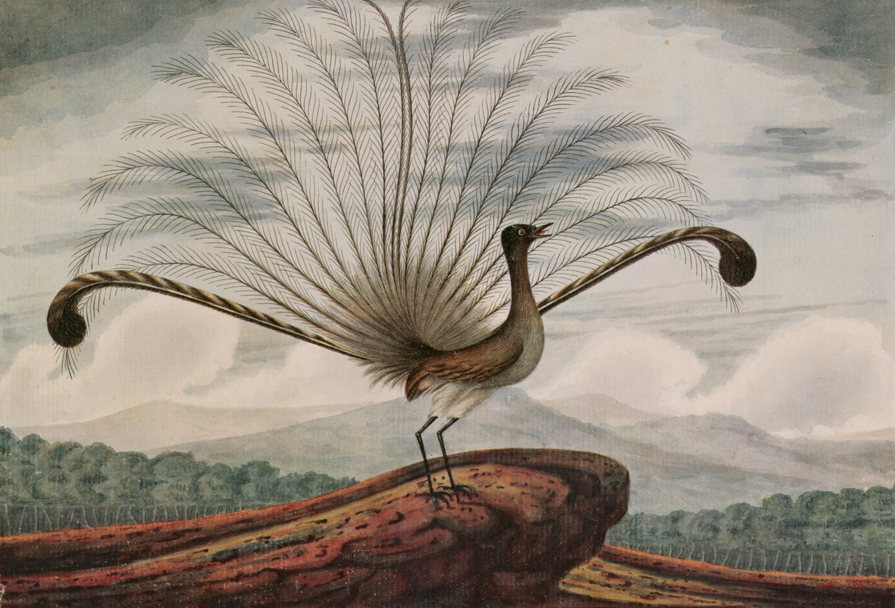 Lyrebird：mamura superba，1813 作者 TR布朗