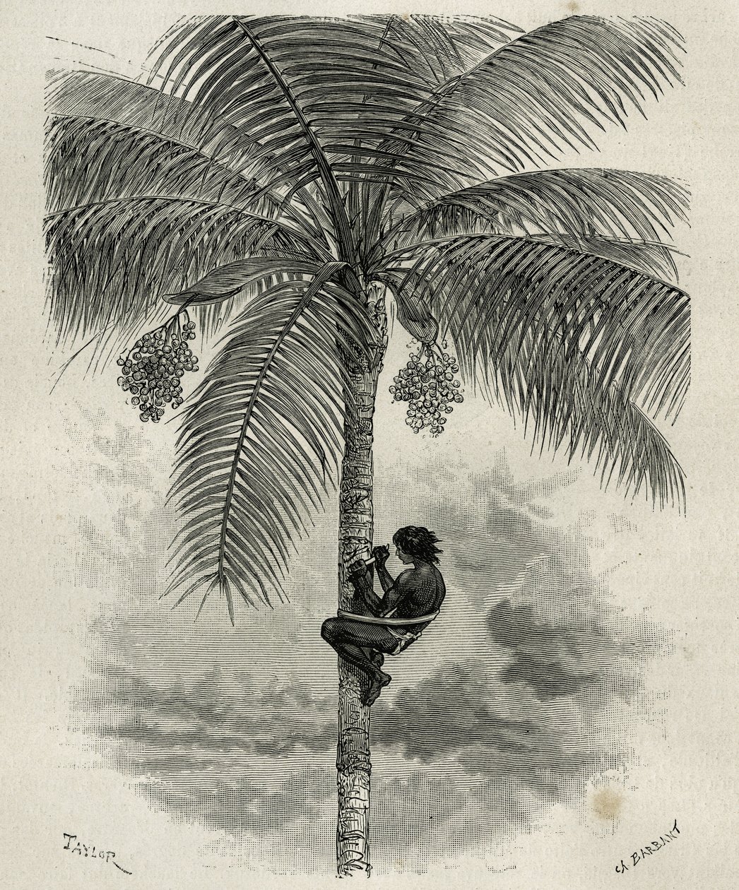 La recolte de la cash de palmier ceroxylon, dans le Quindio（哥伦比亚），由 Taylor 和 Ferdinandus 雕刻，以说明 E.Andre 的 L