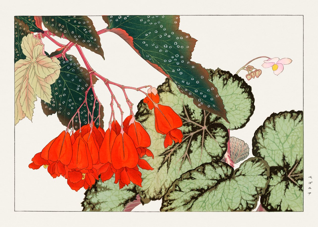 来自 "Seiyou Sokazufu" 的 Cracklin Rosie 海棠花 作者 谷上港南