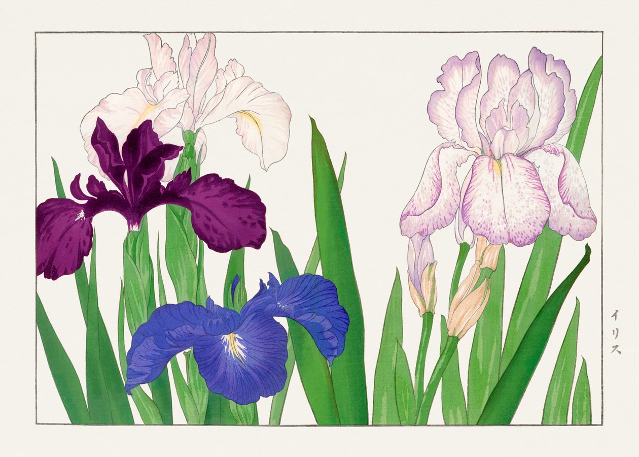 鸢尾花，选自 "圣友索卡祖夫" 作者 谷上港南