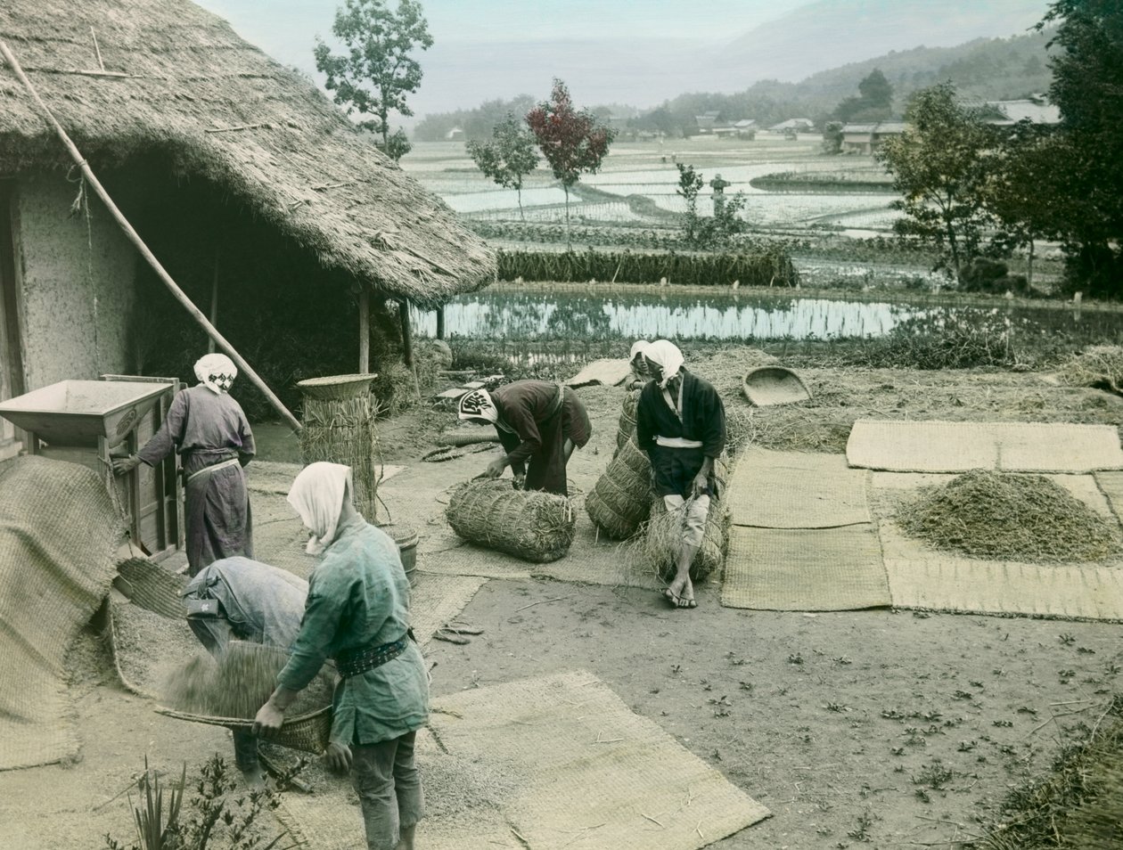 日本农民在稻田边绞稻，约 1900 - 1915 年（照片） 作者 