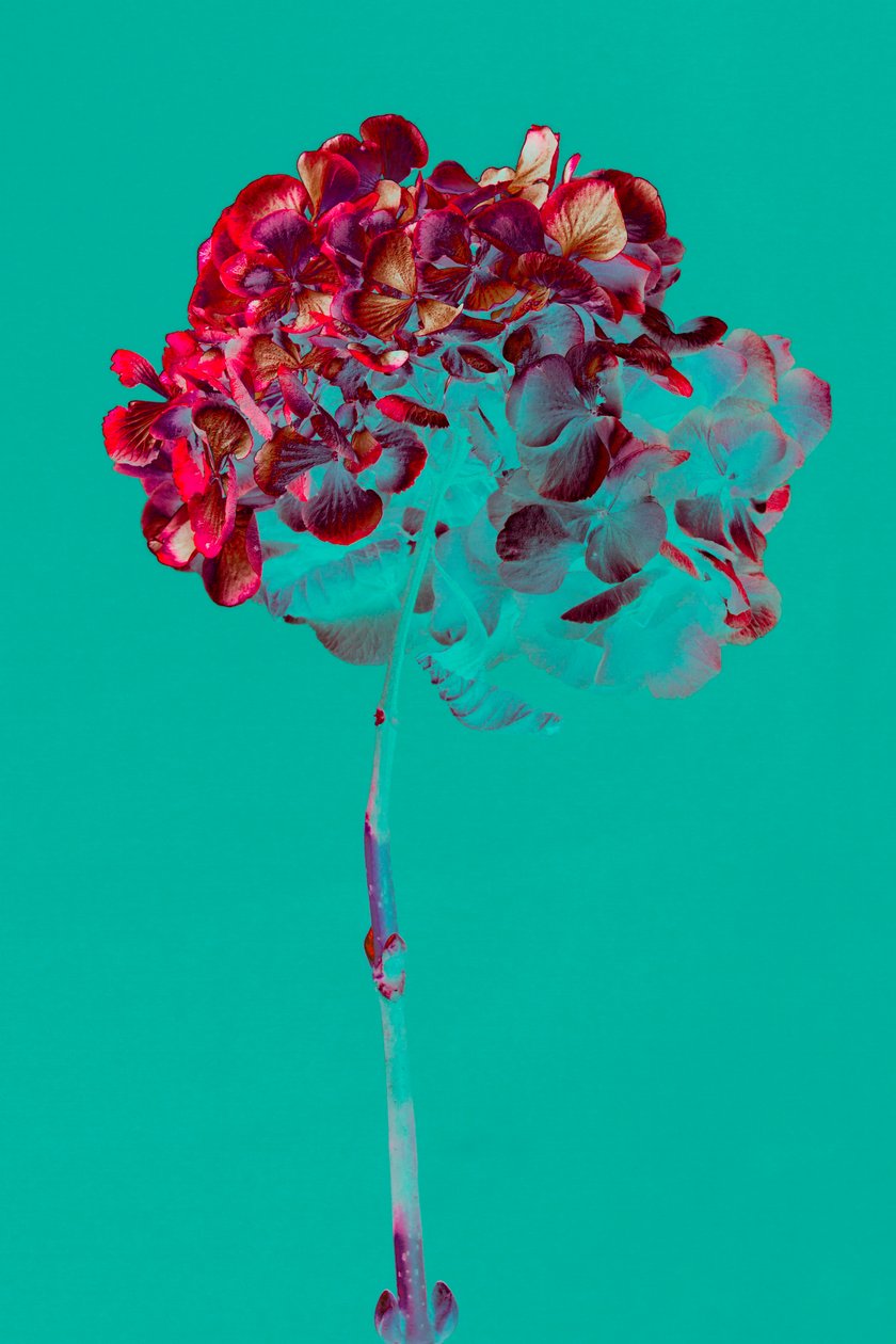 绣球花，2018 年（照片） 作者 泰斯·阿尔伯斯