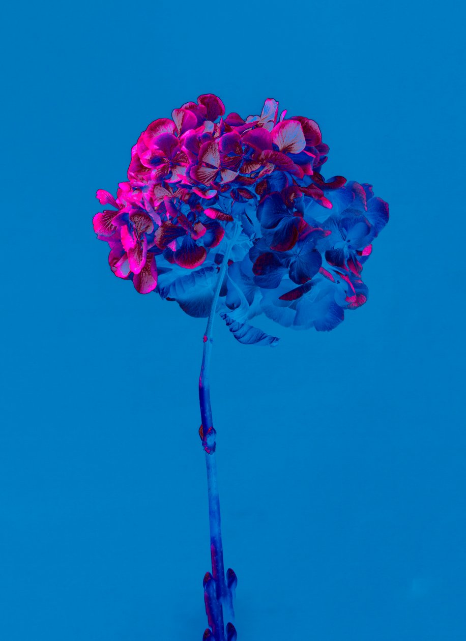 绣球花 2，2019 年（照片） 作者 泰斯·阿尔伯斯