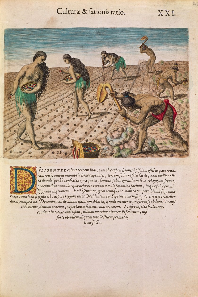 佛罗里达印第安人种植玉米，来自&39;Brevis Narratio ......&39;，由Theodore de Bry出版，1591年（另见111671） 作者 在勒·摩恩（Le Moyne）之后
