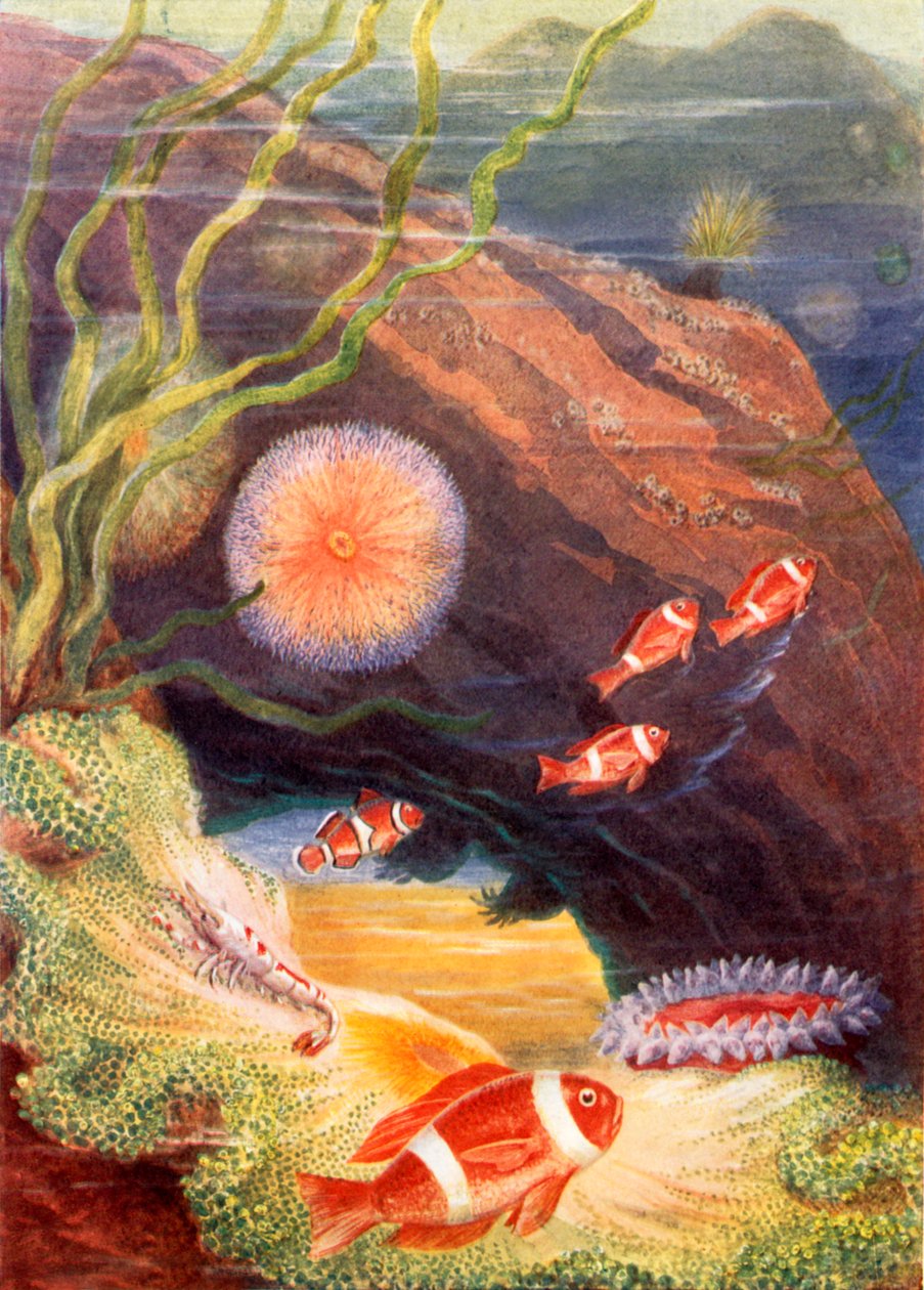  作者 西奥博尔德·卡雷拉斯