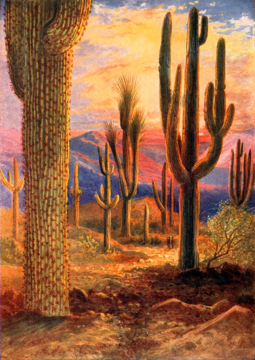  作者 西奥博尔德·卡雷拉斯