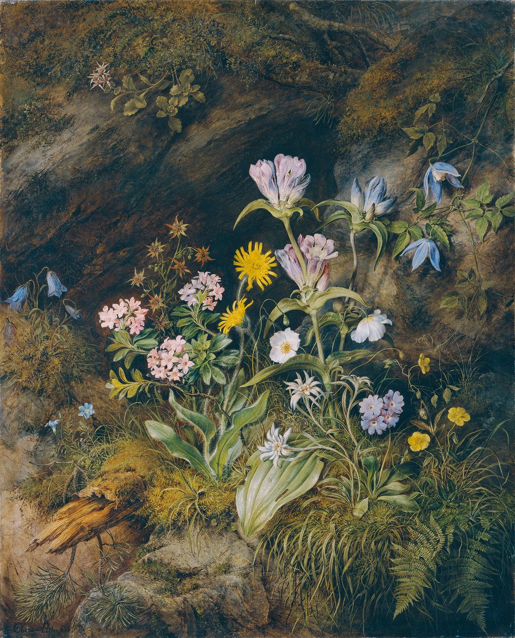 高山植物 作者 西奥多·约瑟夫·皮特