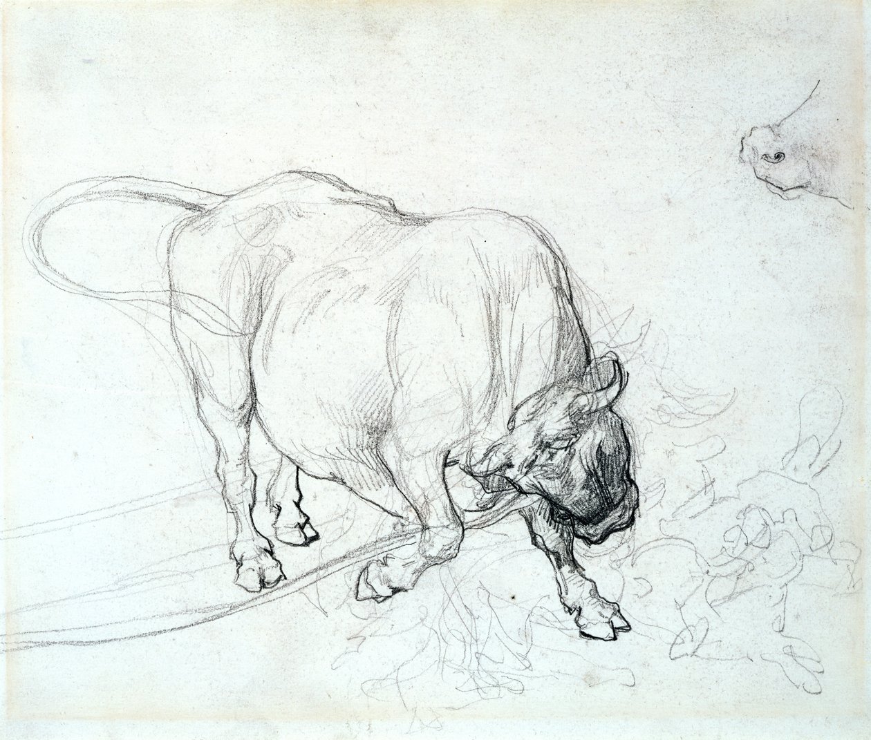 研究一头公牛 作者 西奥多·杰里科（Theodore Gericault）