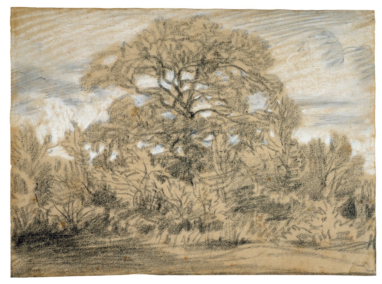 一棵橡树的研究，c.1862（在纸上的黑白粉笔） 作者 皮埃尔·艾蒂安·西奥多·卢梭