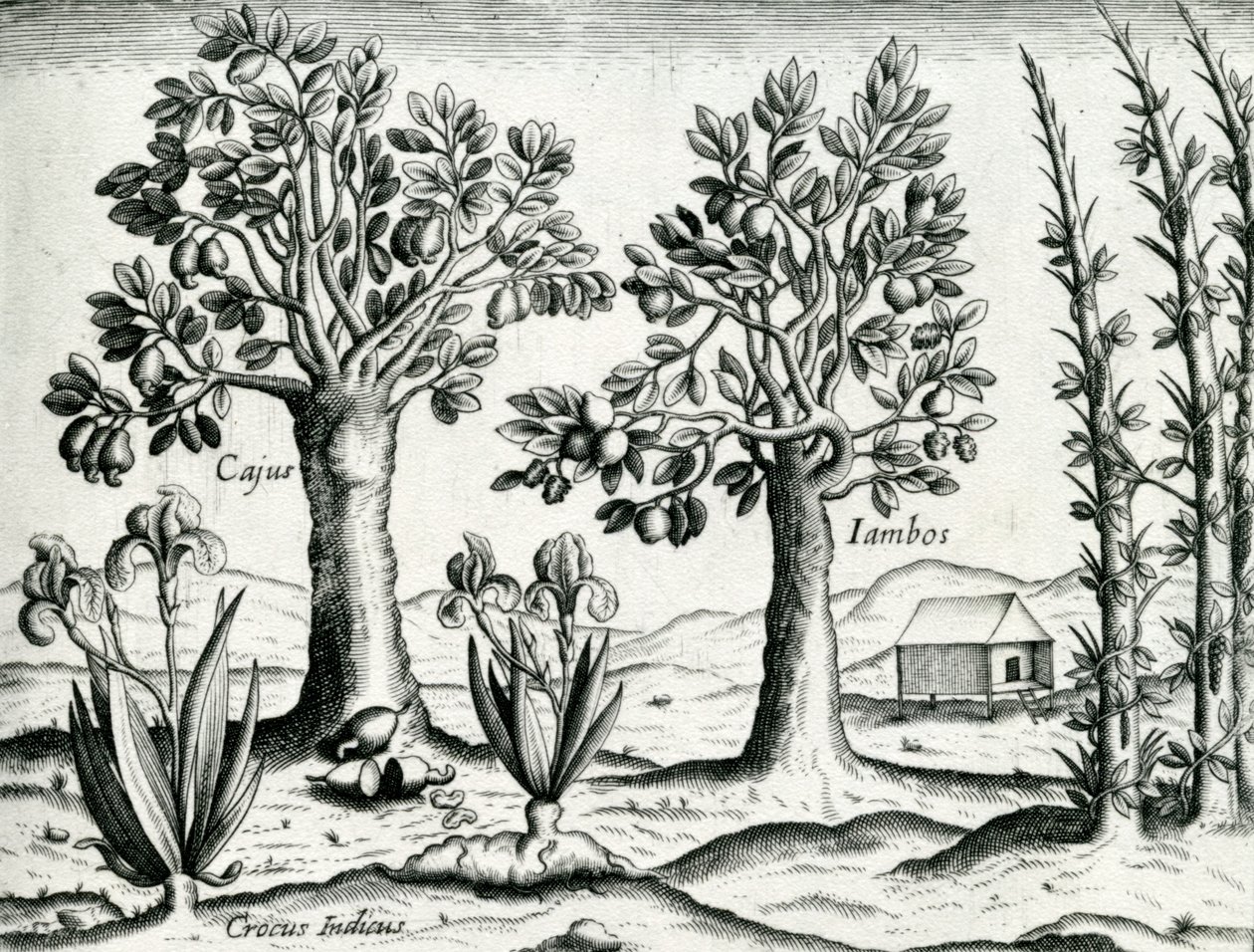 风景，插图来自&39;India Orientalis&39;，1598 作者 西奥多·德布瑞