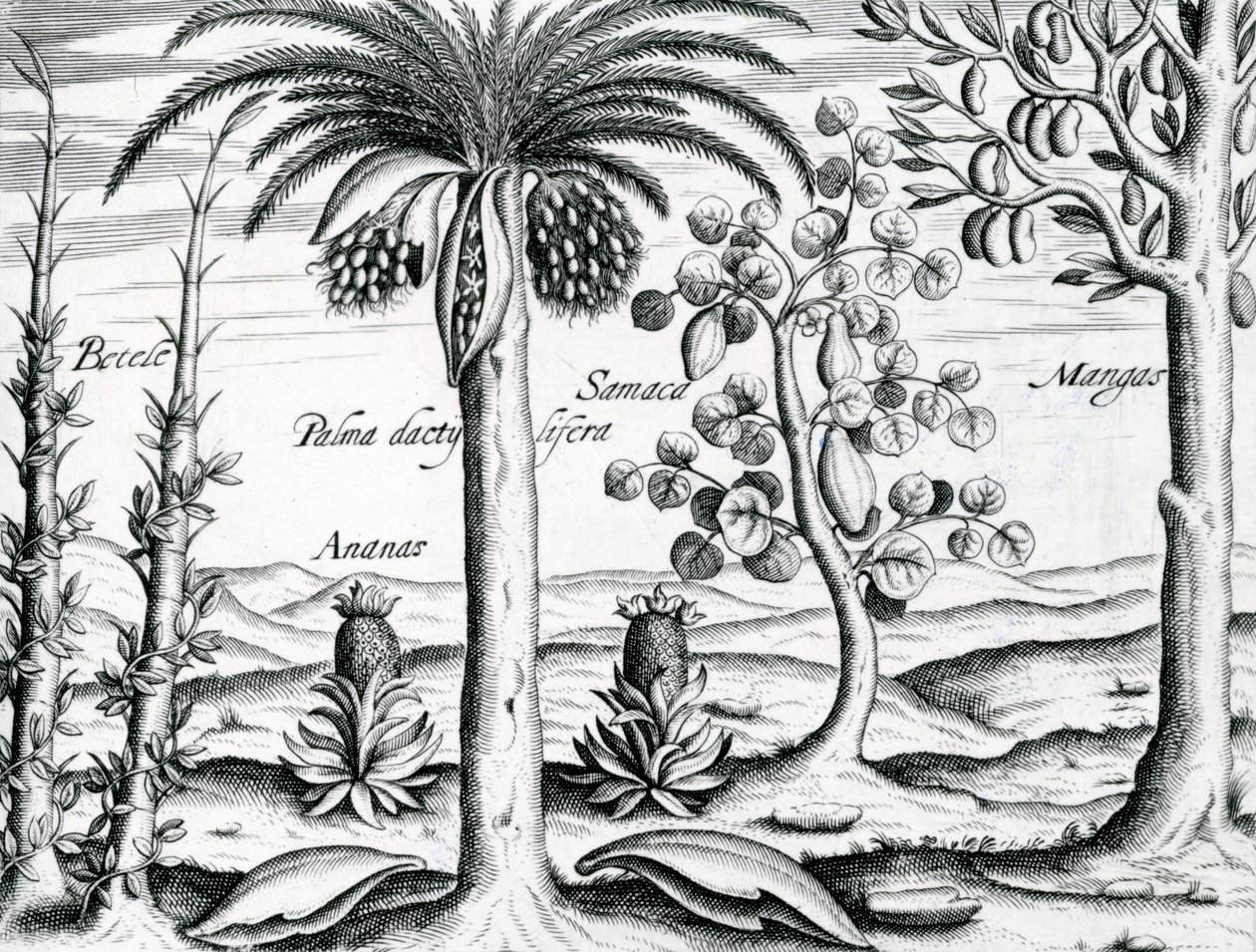风景，插图来自&39;India Orientalis&39;，1598 作者 西奥多·德布瑞