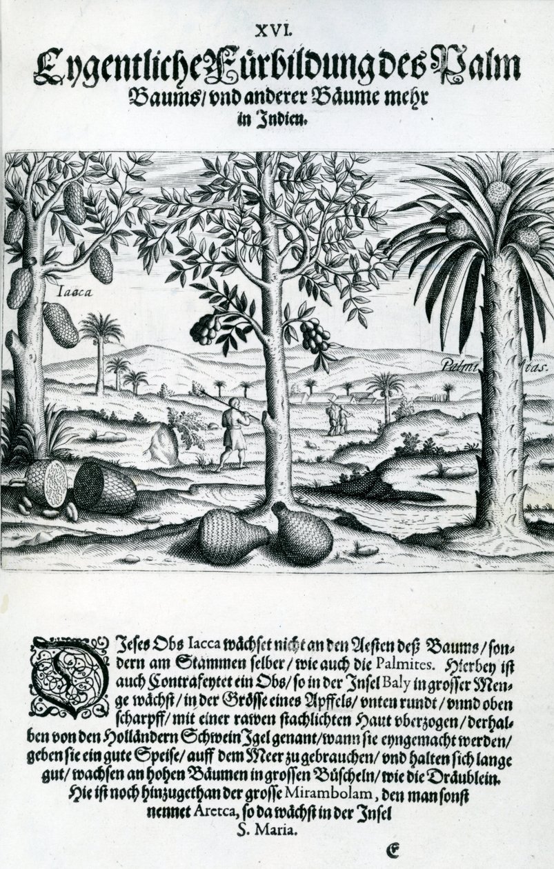风景，插图来自&39;India Orientalis&39;，1598 作者 西奥多·德布瑞
