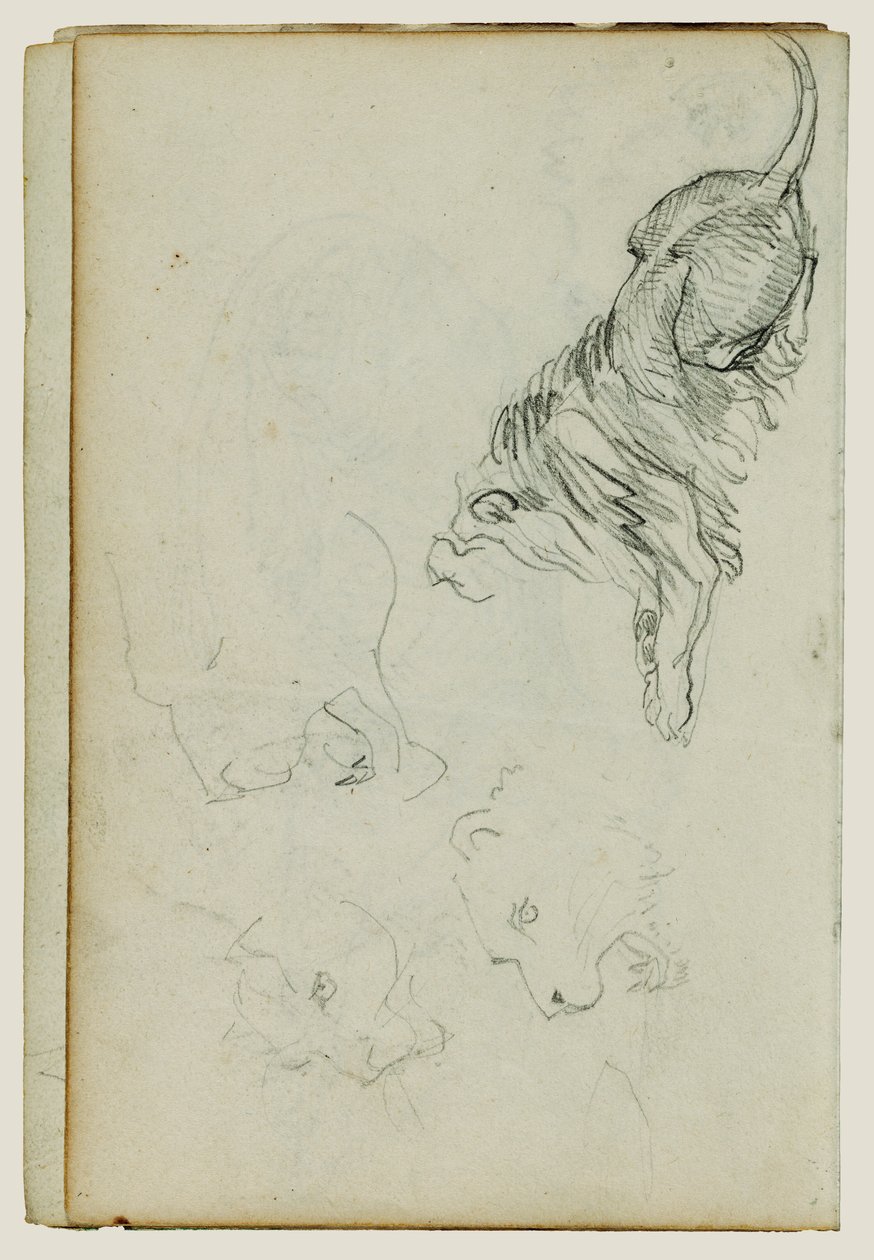 四项狮子研究 作者 西奥多·杰里科（Theodore Gericault）