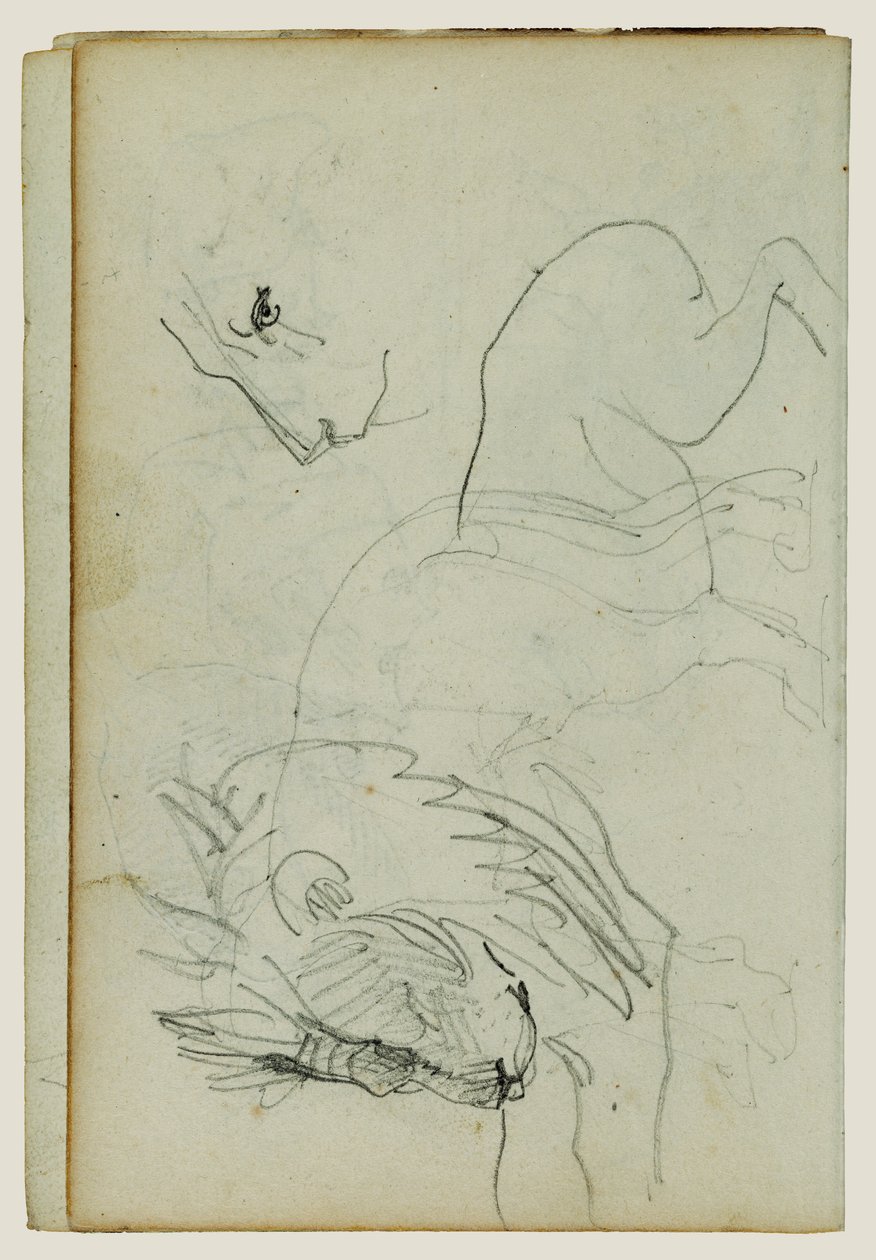 狮子研究 作者 西奥多·杰里科（Theodore Gericault）