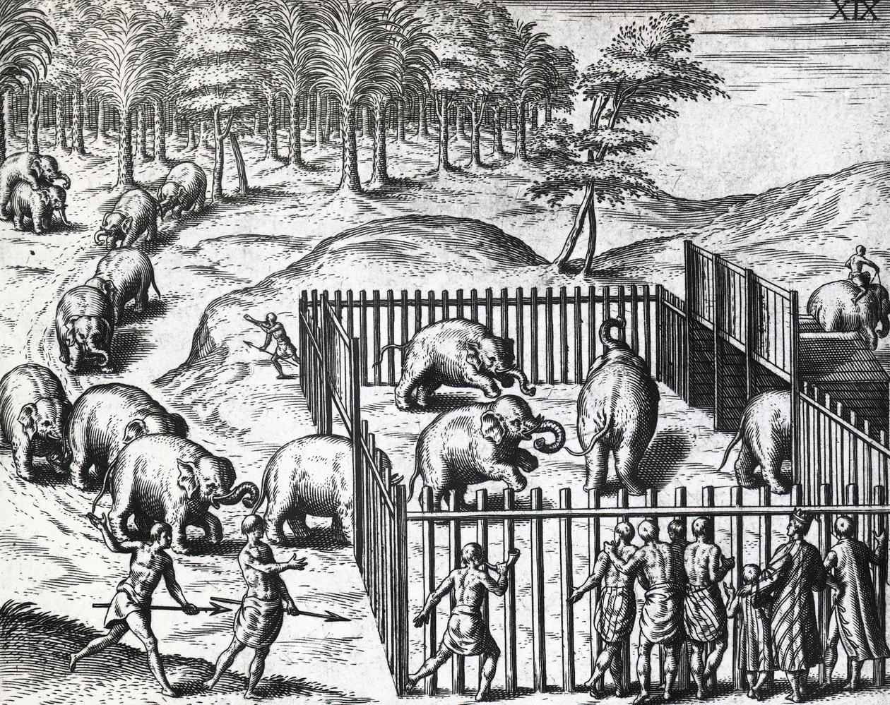 勃固王国（现在的缅甸）的猎象活动，西奥多-德-布莱（1528-1598），雕刻。 作者 西奥多·德布瑞