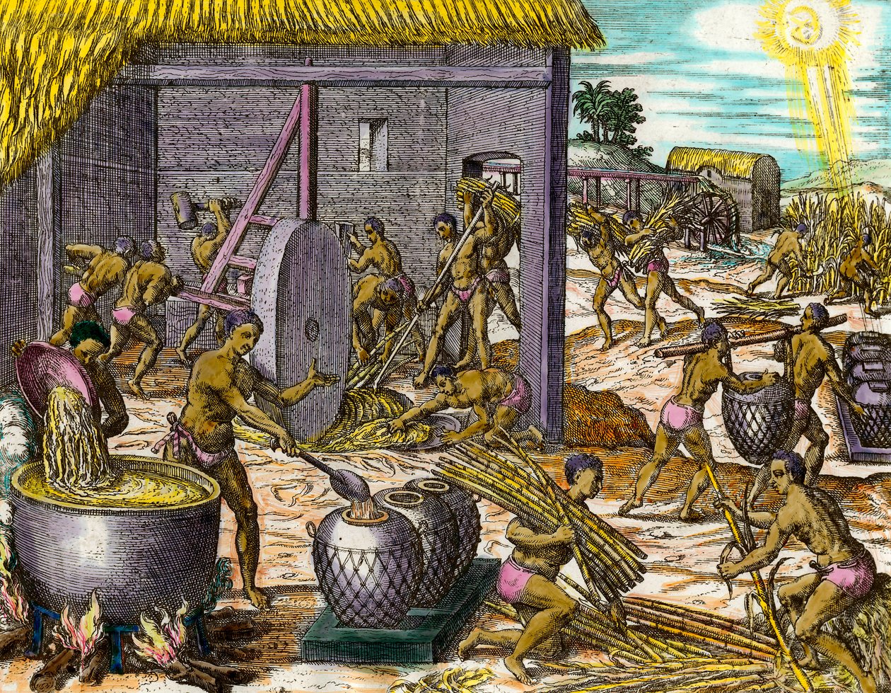 美国的历史：收集甘蔗和制糖。西奥多-德-布莱（1528-1598）的版画，16世纪 私人收藏 作者 西奥多·德布瑞