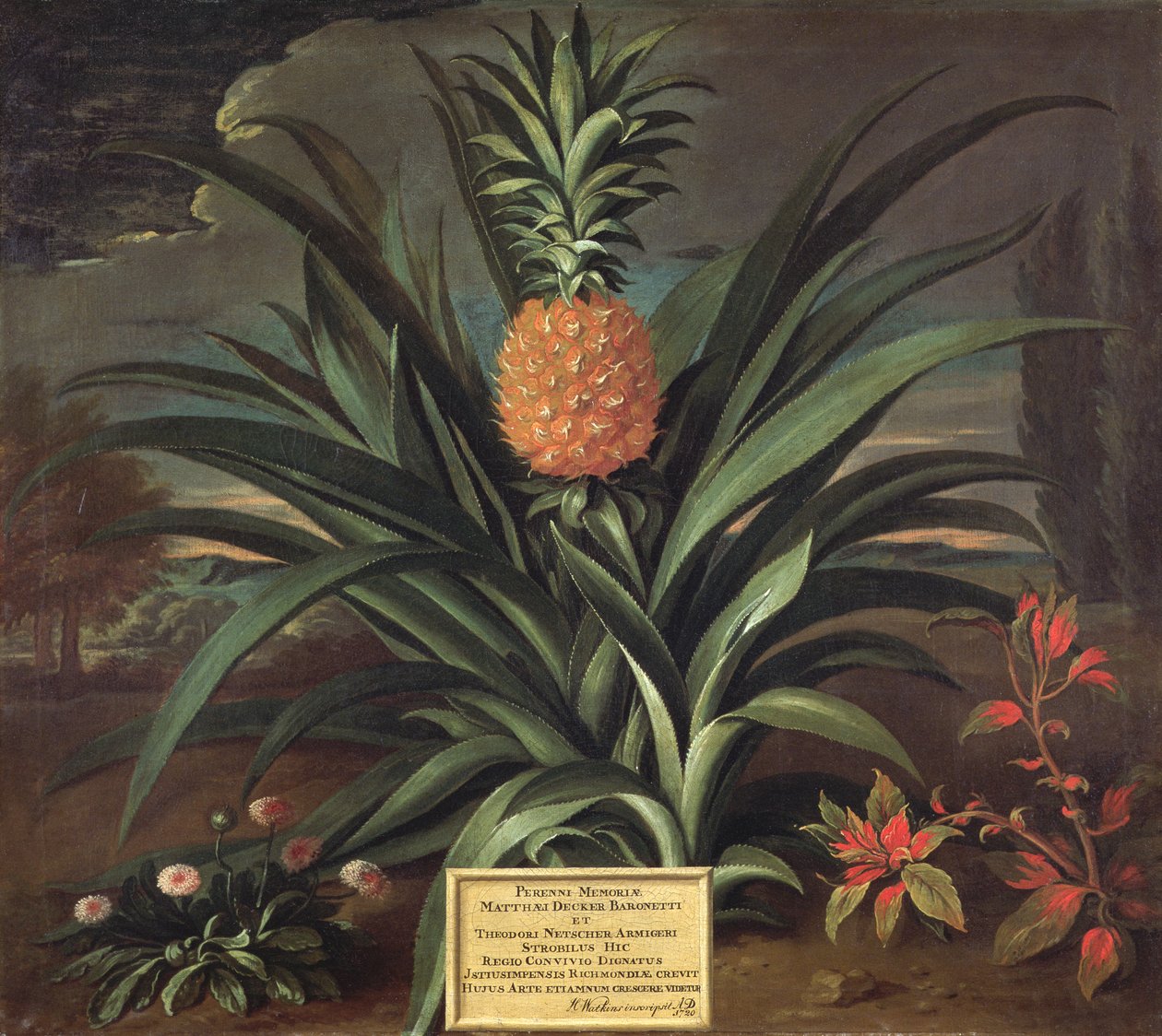 菠萝种植于Sir Matthew Decker&39;s Garden，Richmond，Surrey，1720 作者 西奥多路斯·内舍尔