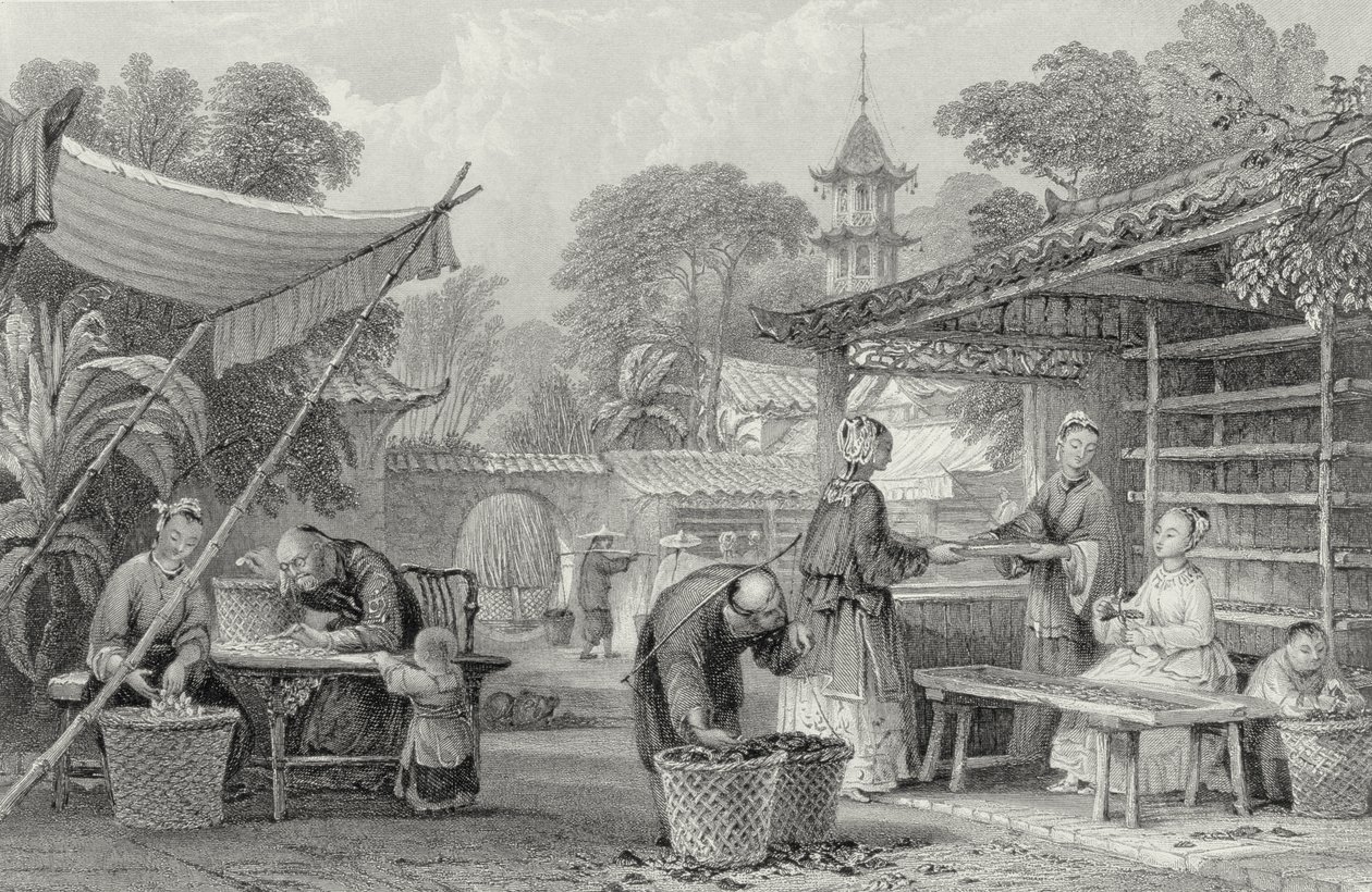 喂养蚕和分拣茧，由A. Willmore雕刻 作者 托马斯·阿隆