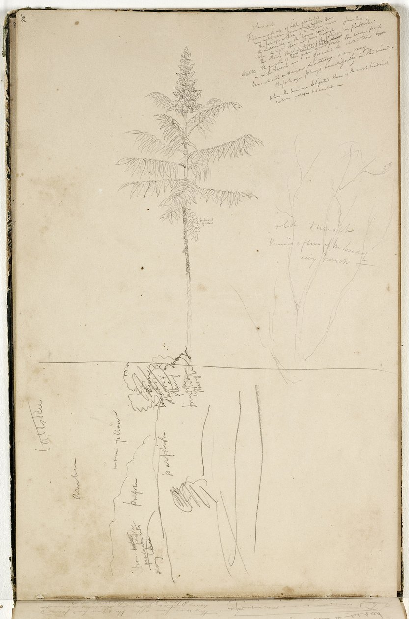 无题，卡茨基尔风景草图和Sumack树的研究，c.1832（石墨铅笔在灰白色的纸上） 作者 托马斯·科尔