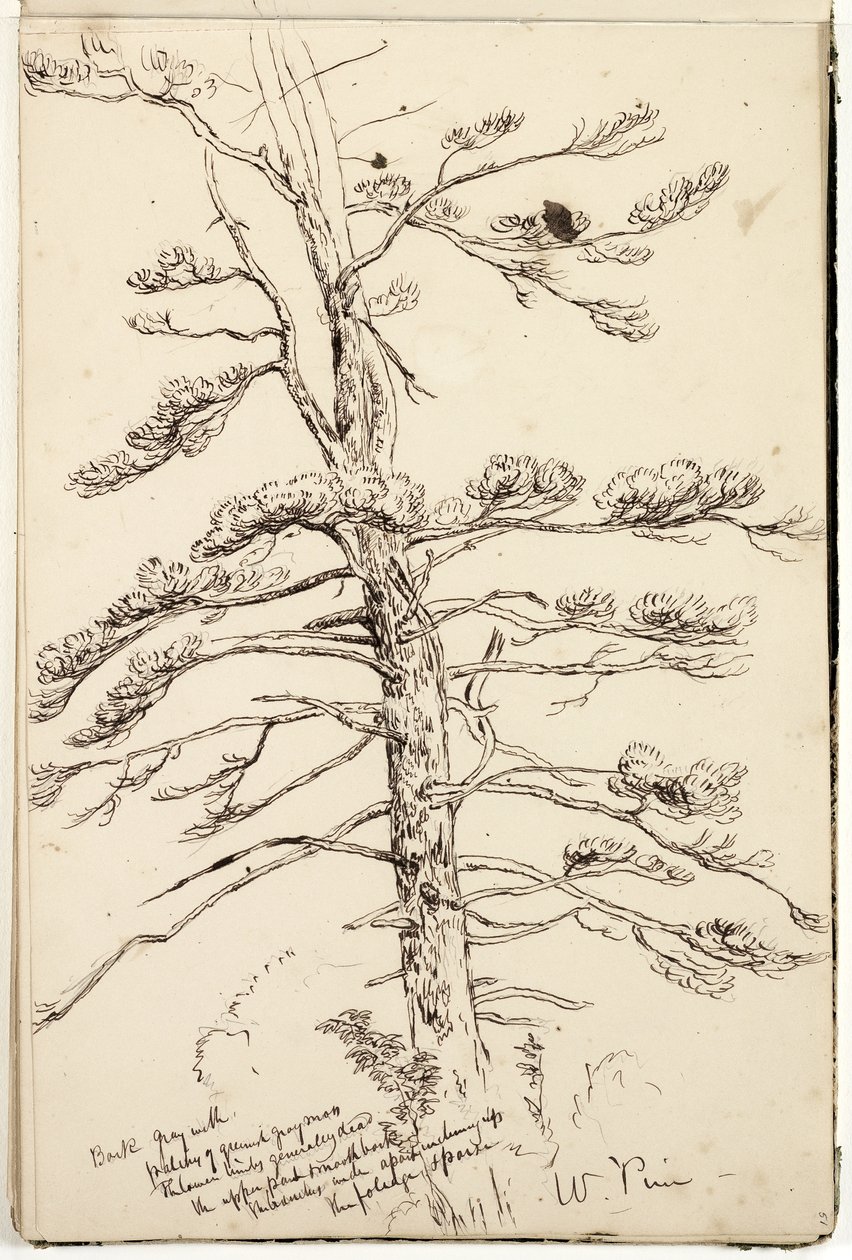 白松，1832年（笔和墨水在纸上铅笔） 作者 托马斯·科尔