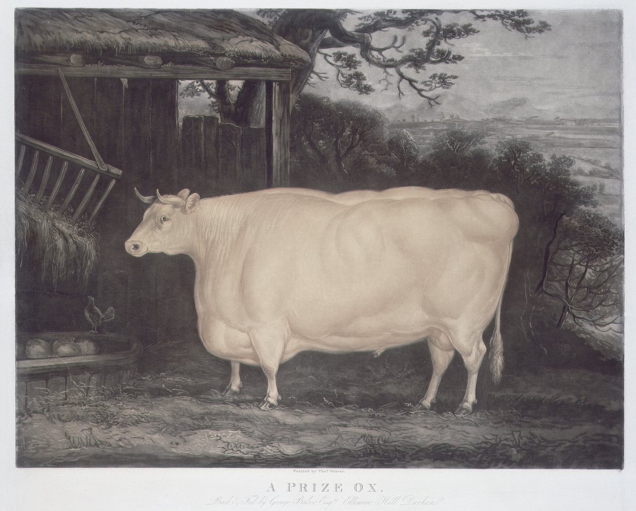 A Prize Ox，由John Thompson，Smeaton，Yorks，1831年雕刻（彩色雕刻） 作者 托马斯·韦弗