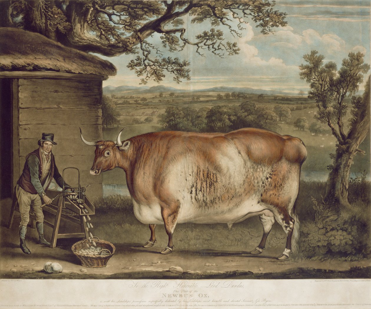 Newbus Ox，由W. Ward雕刻，1812年（彩色雕刻） 作者 托马斯·韦弗