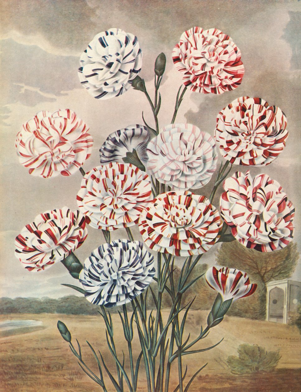 Picotees，c1802-1821，1948年。 作者 托马斯·巴克斯特
