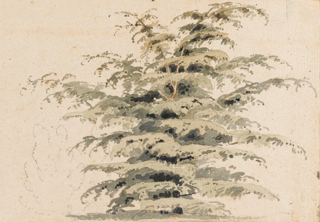 杉树研究 作者 托马斯·巴克斯特