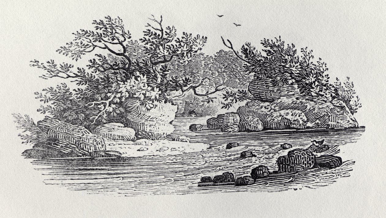 从“英国鸟类的历史，第2卷：水鸟”，1804年的河流弯曲 作者 托马斯·贝威克