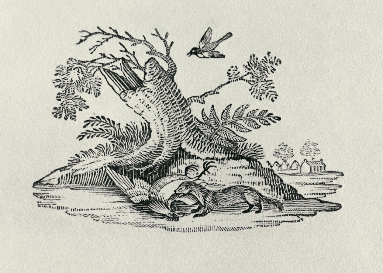 1790年，来自“四足动物史”的公鸡麝香猫 作者 托马斯·贝威克