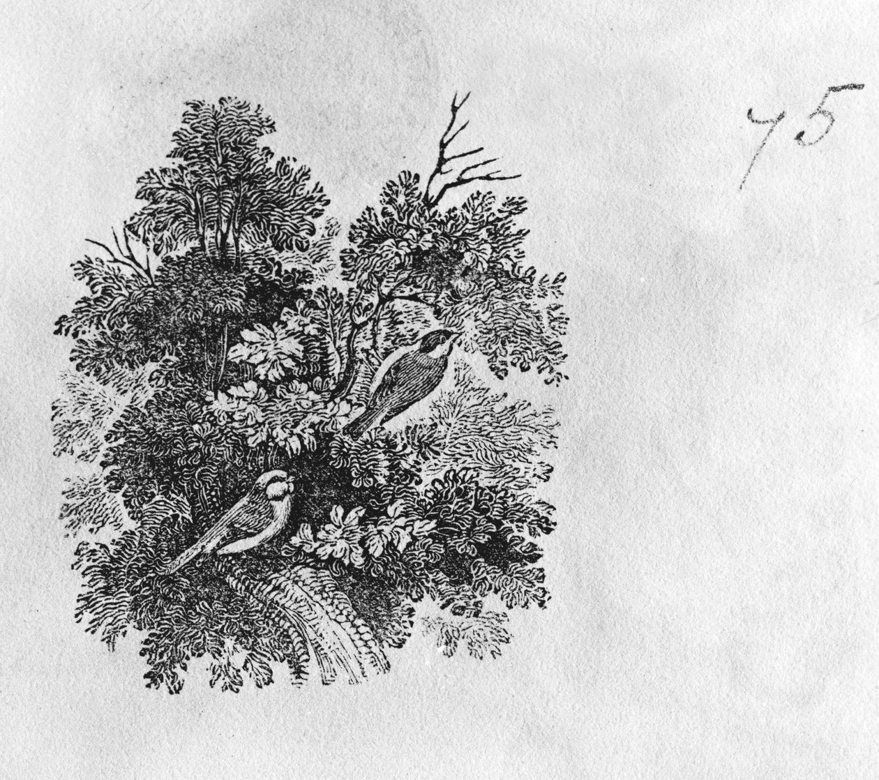 蓝雀（Parus caeruleus）和大山雀（Parus major）来自&39;英国鸟类史&39;第一卷，酒吧。 1797年（木版画） 作者 托马斯·贝威克