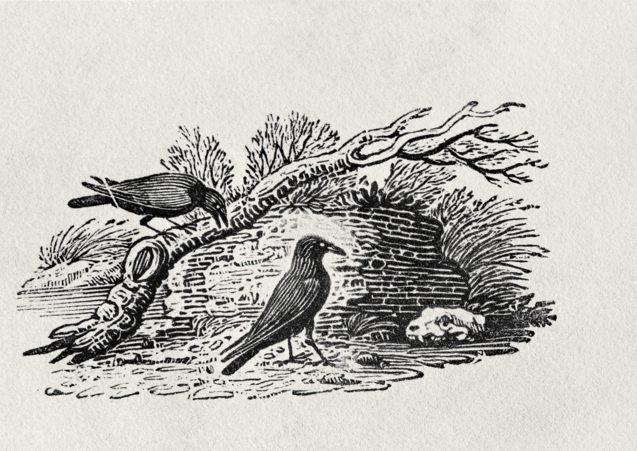 乌鸦（Corvus corone corone）来自“英国鸟类史”第一卷，酒吧。 1797年（木版画） 作者 托马斯·贝威克