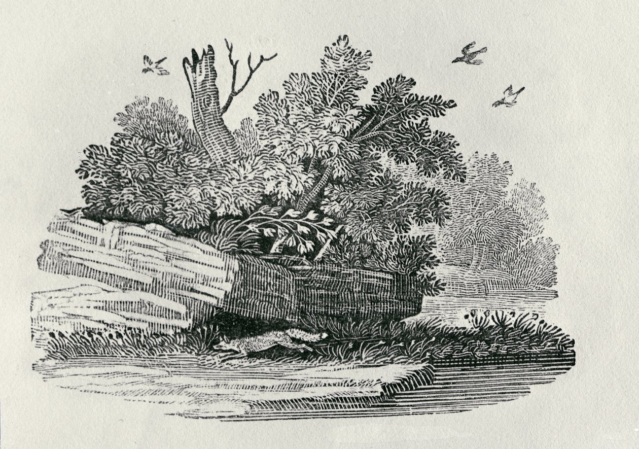 福克斯逃离，来自“四足动物的通史”，1790年出版（木版画） 作者 托马斯·贝威克