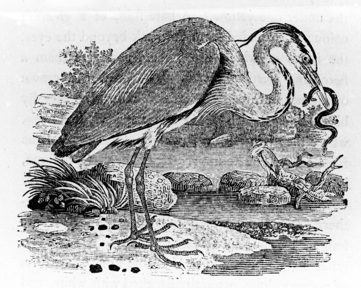 苍鹭，来自托马斯·比威克的“英国鸟类史”的插图，首次出版于1797年 作者 托马斯·贝威克